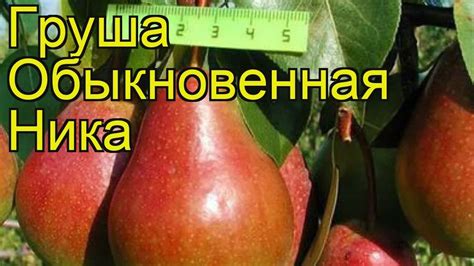 Груша обыкновенная Ника. Краткий обзор, описание характеристик pyrus ...