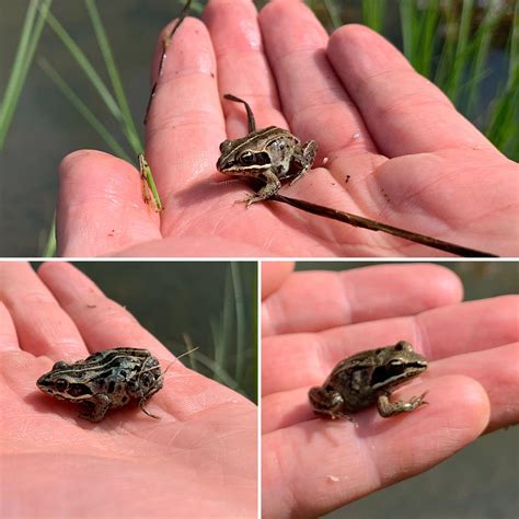 Wood frogs from the creek in my backyard. On warm afternoons they’re