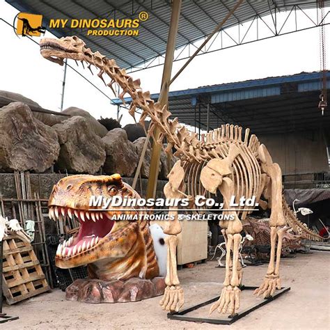 DS-083 Museum Quality Life-size Apatosaurus Skeleton for Sale | MyDinosaurs