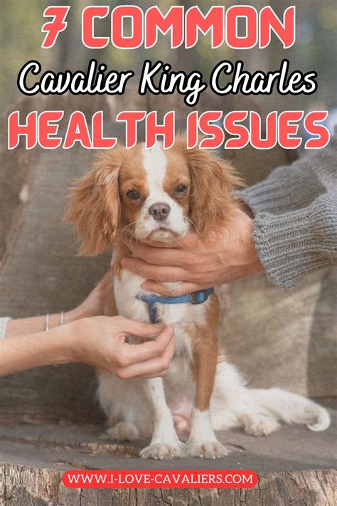 7 Common Cavalier King Charles Spaniel Health Issues | Cavalier king ...