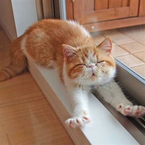 Няшные картинки котиков. Милые и красивые котики на аву.