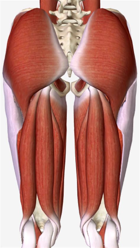 Posterior View of Thigh Muscles Diagram | Quizlet