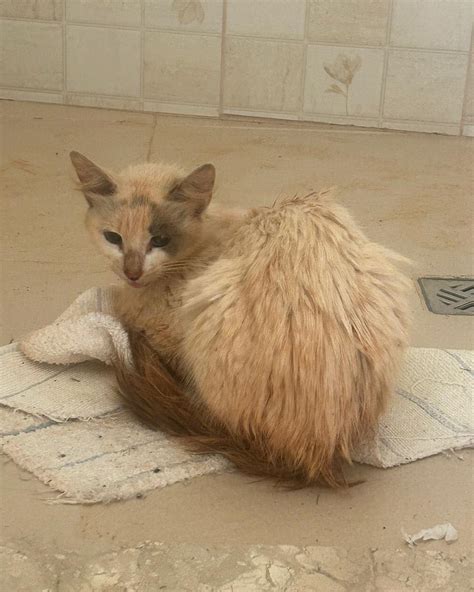 DogLar- Associação Carmopolitana De Proteção Aos Animais