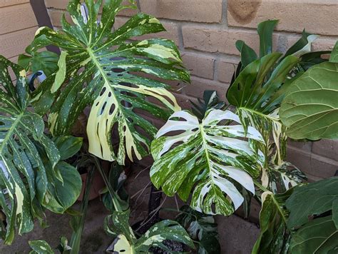 Variegated Monstera deliciosas - Thai Constellation and Albo - Trex Plants