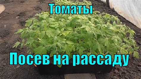 Томаты. Посев семян на рассаду. Опыт выращивания. - YouTube