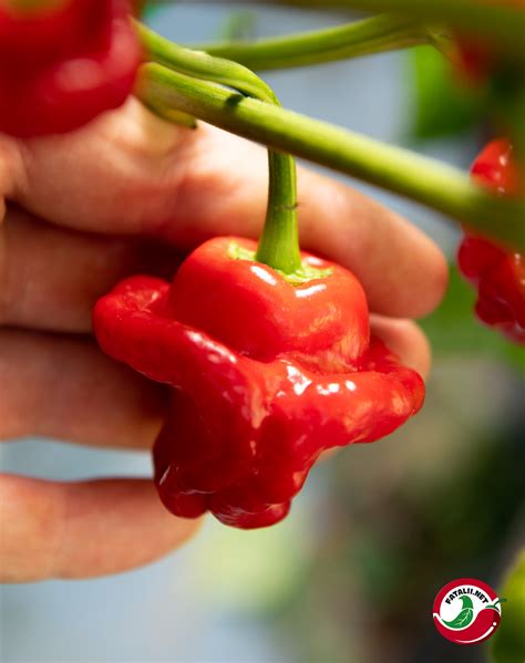 Jamaican Red Mushroom » Fatalii Seeds