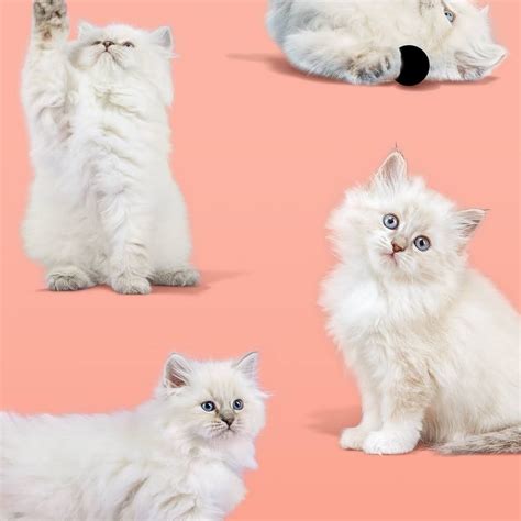 iphone 4a wallpaper 5