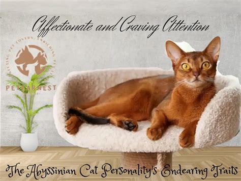 Unveiling the Irresistible Charm of Abyssinian Cat Personality: 7 Must ...