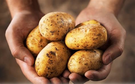 potato  potato community care college