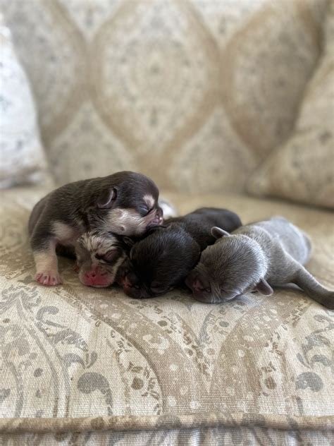 Our Lovable Puppies!
