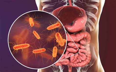 Retrospectiva de la importancia de Escherichia coli en la salud humana