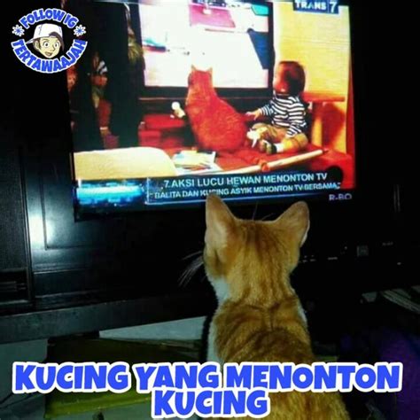 meme tingkah lucu kucing  kelakuannya ngegemesin banget