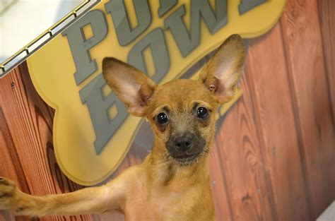 corgi animal rescue 3