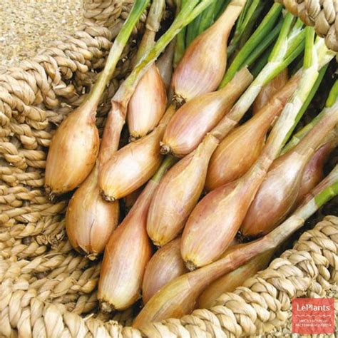 Лук-шалот (Allium ascalonicum) — описание, выращивание, фото | на ...