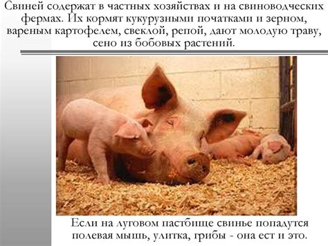 Животные кабан и свинья - online presentation
