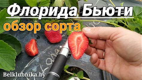 Сорт клубники Флорида Бьюти 🍓 НСД. Belklubnika.by - YouTube