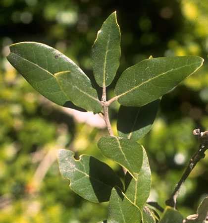 oak holm photo gallery   provence