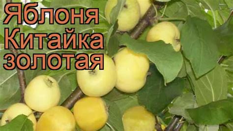 Яблоня золотистая Китайка золотая (malus) 🌿 обзор: как сажать, саженцы ...