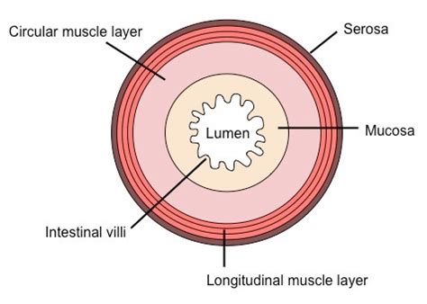 Lumen (anatomy) Wikipedia, 46% OFF | www.micoope.com.gt