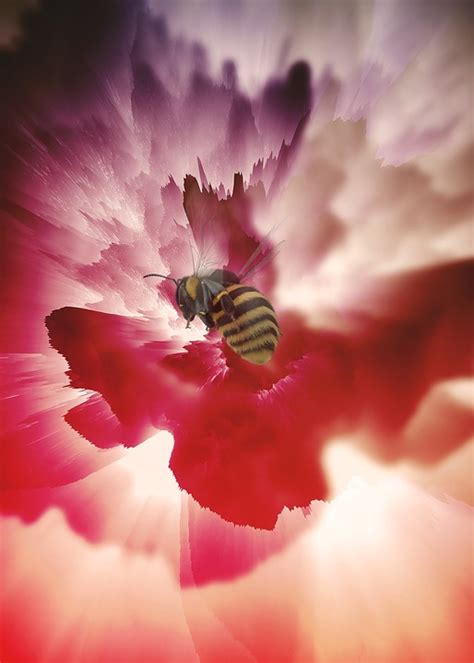 Bee Colors Nature - Free photo on Pixabay - Pixabay