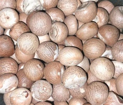 areca nut split  rs kg  surat id