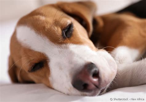 Porque Cachorro Dorme Tanto - Por que cachorro dorme tanto? - Escola de Lucifer