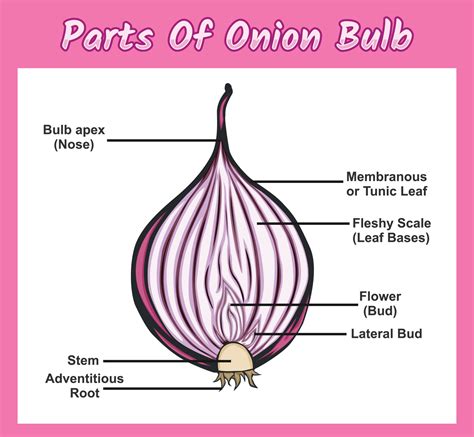 Onion Form Definition at Christina Gonzales blog