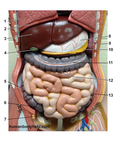 Torso Digestive Superficial – Human Body Help
