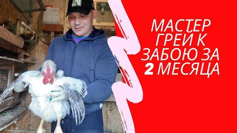 Мастер Грей на убой за 2 месяца. Период за который можно вырастить ...