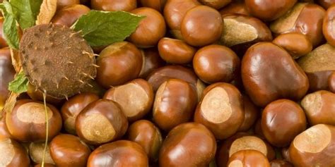 Al-Noor Primary School - Al-Noor Annual Conker Tournament!