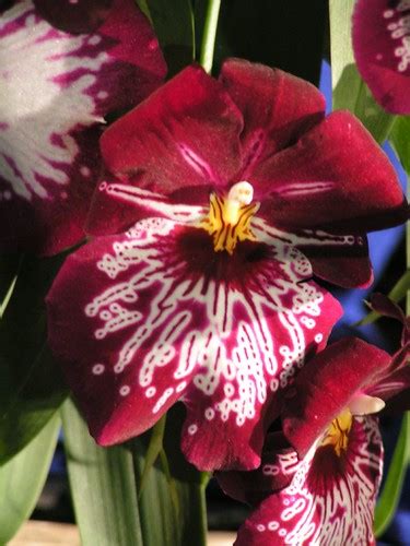 Back of the Cereal Box: Sex Flowers