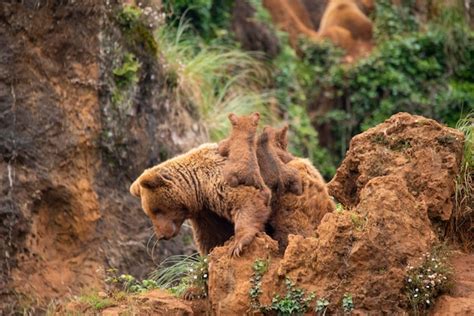 Premium Photo | Bear cubs playing with their brown bear mother