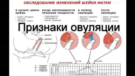 На какой день происходит овуляция после месячных? - YouTube