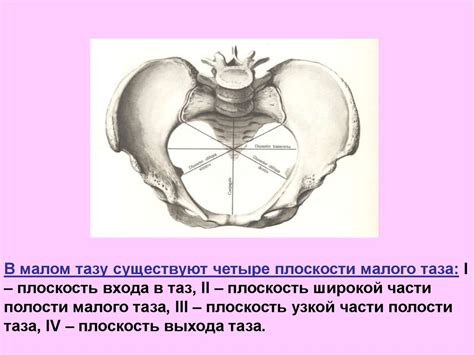 Анатомия и физиология женских половых органов - презентация онлайн