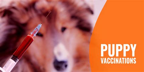 Puppy Vaccinations – List of Shots, Schedule, Timeline, Prices & FAQ