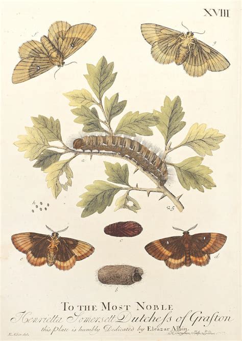 Bonhams : ALBIN (ELEAZAR) A Natural History of English Insects ...