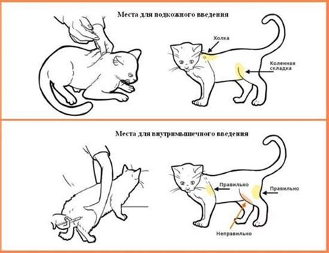Инструкция: как сделать кошке укол - интернет зоомагазин ЗооСити ...