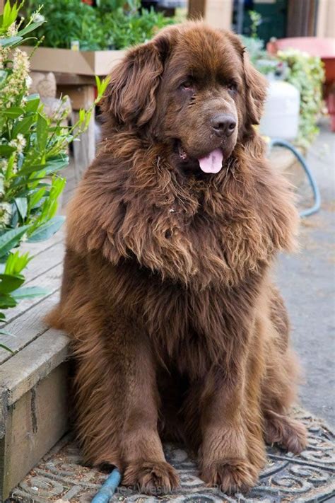 large fluffy brown dog breeds  jesse rosario blog