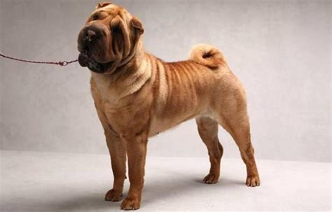 Shar Pei|Pekingese Dogs Or Puppies for sale in Knysna|Glenwood|Tongaat ...