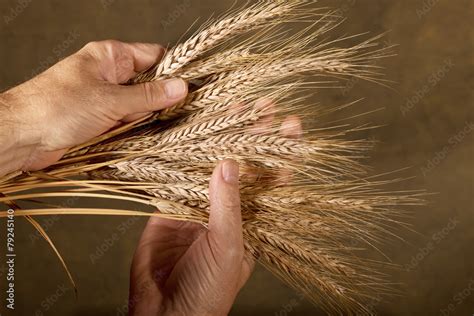Sheaf Of Barley Stock Photo | Adobe Stock
