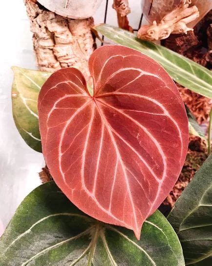 These 25 Colorful Houseplants Secretly Double as Decor | Houseplants ...