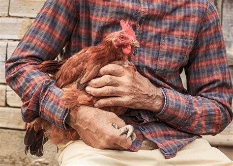 How to Trim a Chicken’s Nails – 5 Simple Steps (+Photos)