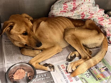 what happens if dog weak without vet 1