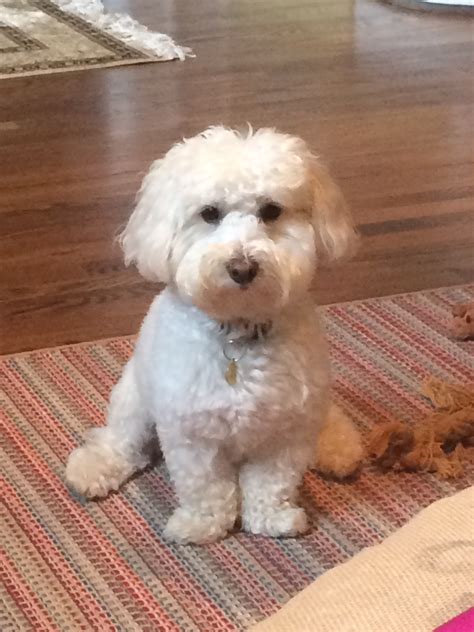 Barbra Streisand Cloned Her Dog. Twice. — Kerry: