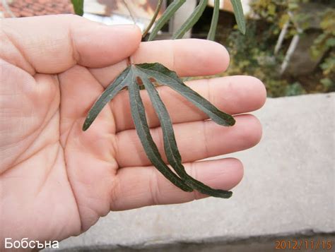 Пасифлора, Страстоцвет (Passiflora) - Страница 72 - Форум HobbyKafe.com