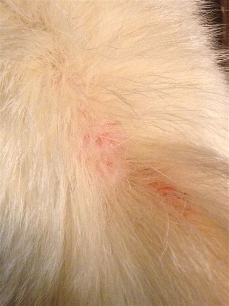 My cat is 18 years old. Recently I noticed that her back--closest to