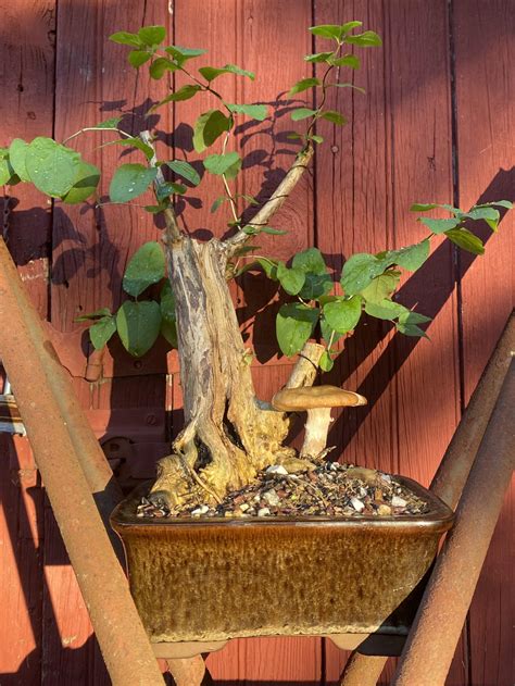 338 best Honeysuckle images on Pholder | Native Plant Gardening