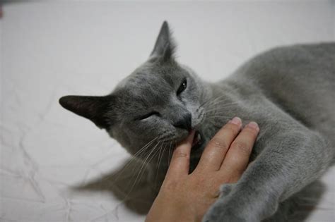 11 Facts You Probably Don't Know About the Burmese Cat