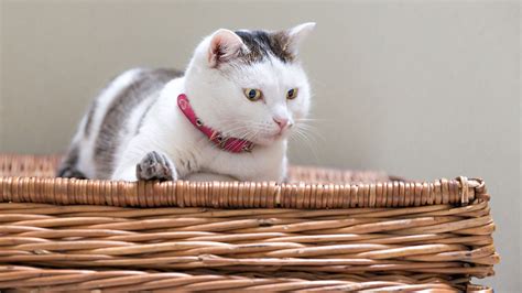 Правила при възпитанието на котката » Petconsult.bg