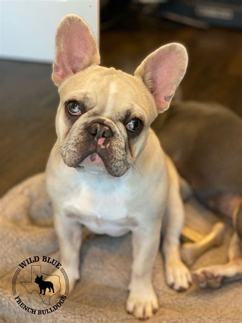 How Much Is A Merle French Bulldog